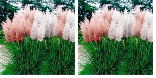 Outsidepride White Pampas Grass Seeds – 1,000 Pcs. Perennial, Drought-Tolerant Ornamental Grass for Large Garden Borders, Privacy Landscaping, Xeriscaping, and Low-Maintenance Outdoor Spaces