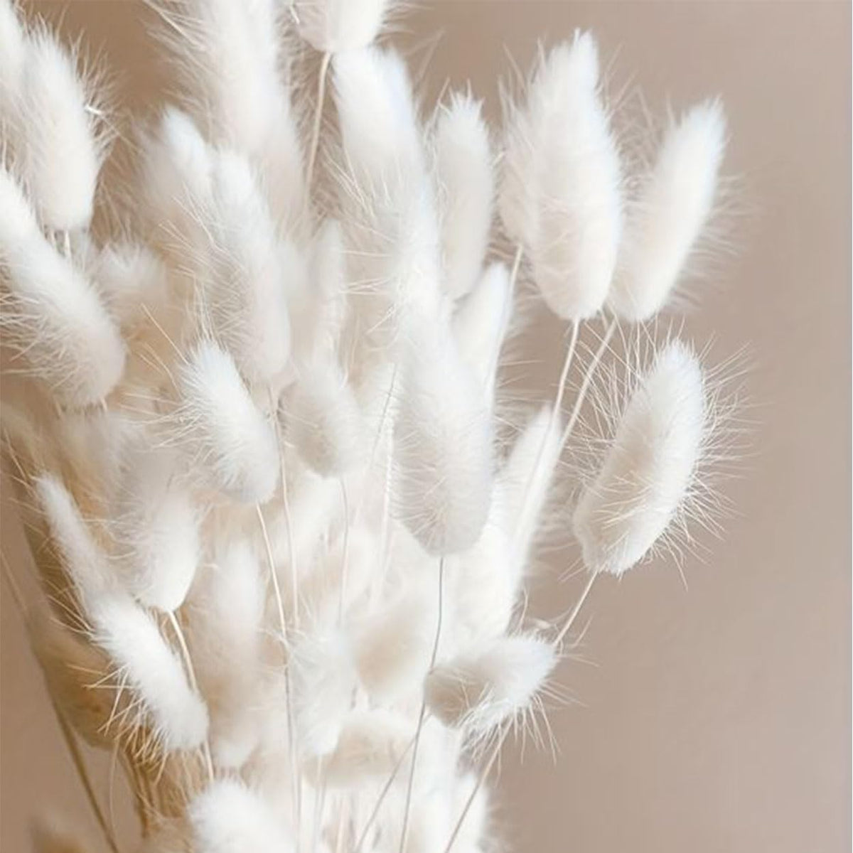 Bunny Tails Dried Flowers Boho Decor Pampass Grass 100pcs Floral Stems Decoration Plants 17 Inch (Teal Blue)
