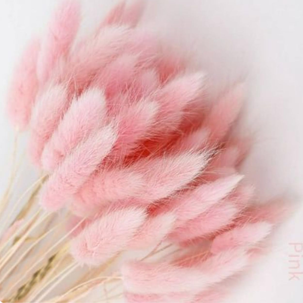 Bunny Tails Dried Flowers Boho Decor Pampass Grass 100pcs Floral Stems Decoration Plants 17 Inch (Teal Blue)