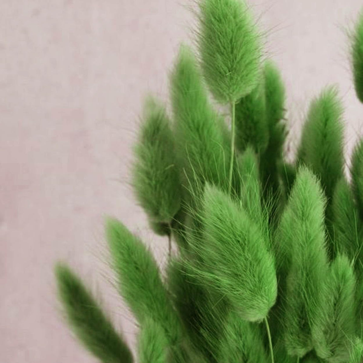 Bunny Tails Dried Flowers Boho Decor Pampass Grass 100pcs Floral Stems Decoration Plants 17 Inch (Teal Blue)