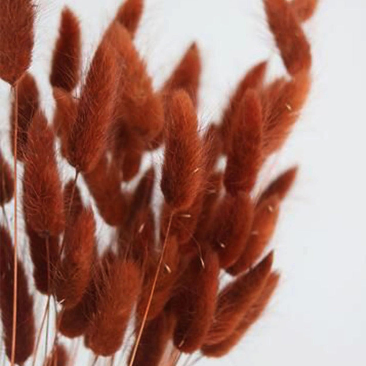 Bunny Tails Dried Flowers Boho Decor Pampass Grass 100pcs Floral Stems Decoration Plants 17 Inch (Teal Blue)