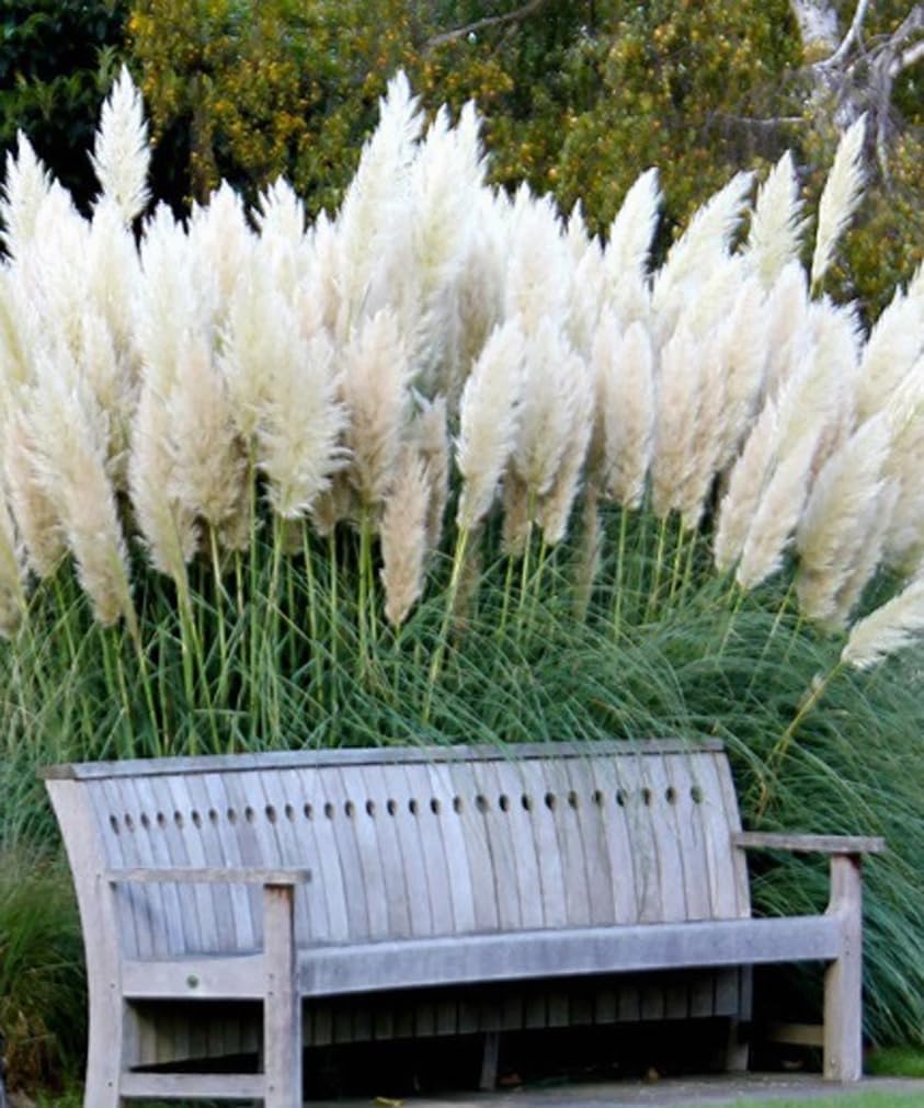 200PCS White Pampas Grass Seeds Perennial Ornamental Grass Seeds Heirloom
