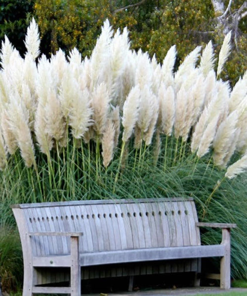 200PCS White Pampas Grass Seeds Perennial Ornamental Grass Seeds Heirloom