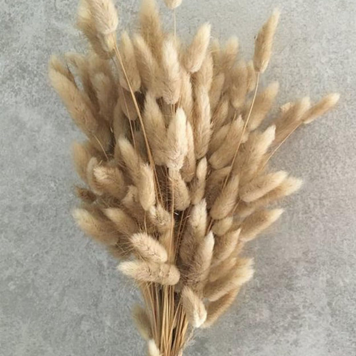 Bunny Tails Dried Flowers Boho Decor Pampass Grass 100pcs Floral Stems Decoration Plants 17 Inch (Teal Blue)