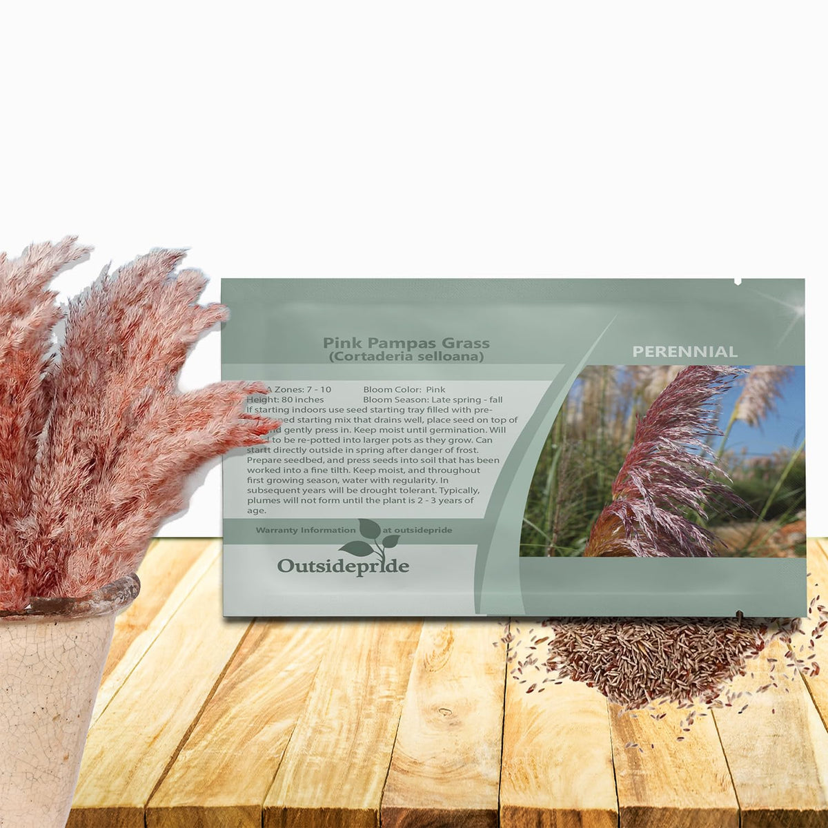 Outsidepride White Pampas Grass Seeds – 1,000 Pcs. Perennial, Drought-Tolerant Ornamental Grass for Large Garden Borders, Privacy Landscaping, Xeriscaping, and Low-Maintenance Outdoor Spaces