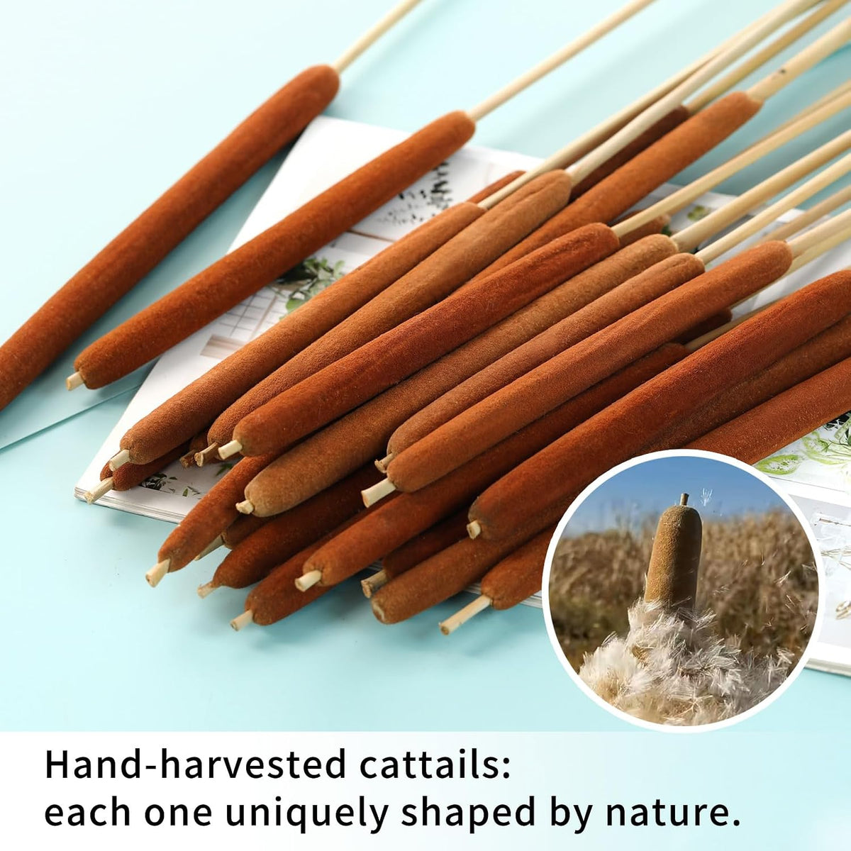 20 Pcs Dried Cattails, 17" Brown for Fall Centerpiece & Wedding Decor
