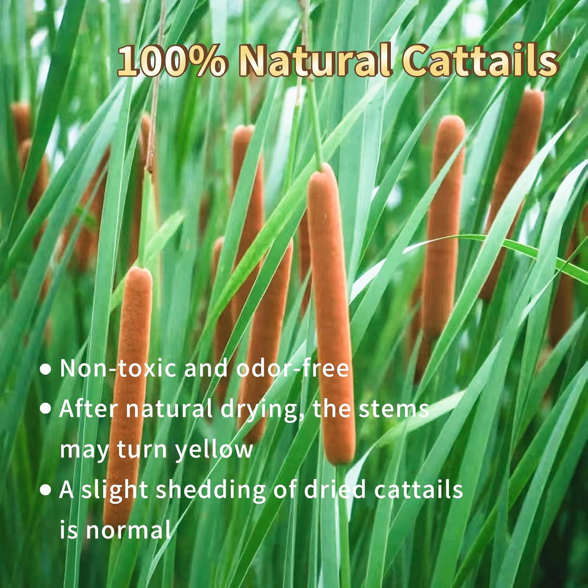 20 Pcs Dried Cattails, 17" Brown for Fall Centerpiece & Wedding Decor