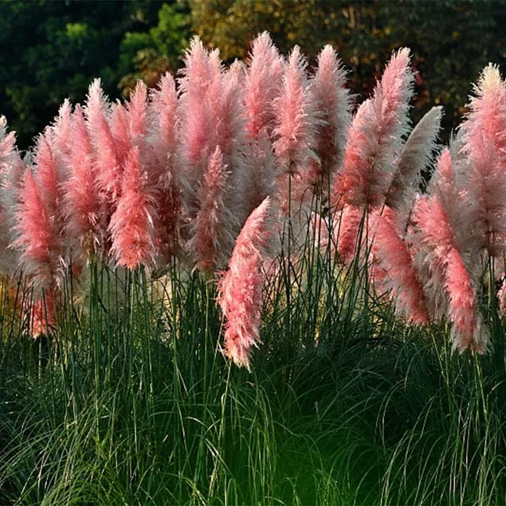1000+ Mix Pampas Grass Seeds for Planting Cortaderia Selloana Seeds Heirloom Ornamental Plants Decor Garden Tall Feathery Blooms Blue White Pink Red Yellow