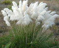 200PCS White Pampas Grass Seeds Perennial Ornamental Grass Seeds Heirloom