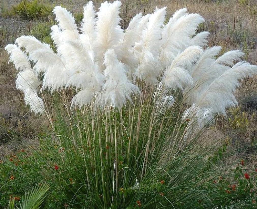 200PCS White Pampas Grass Seeds Perennial Ornamental Grass Seeds Heirloom