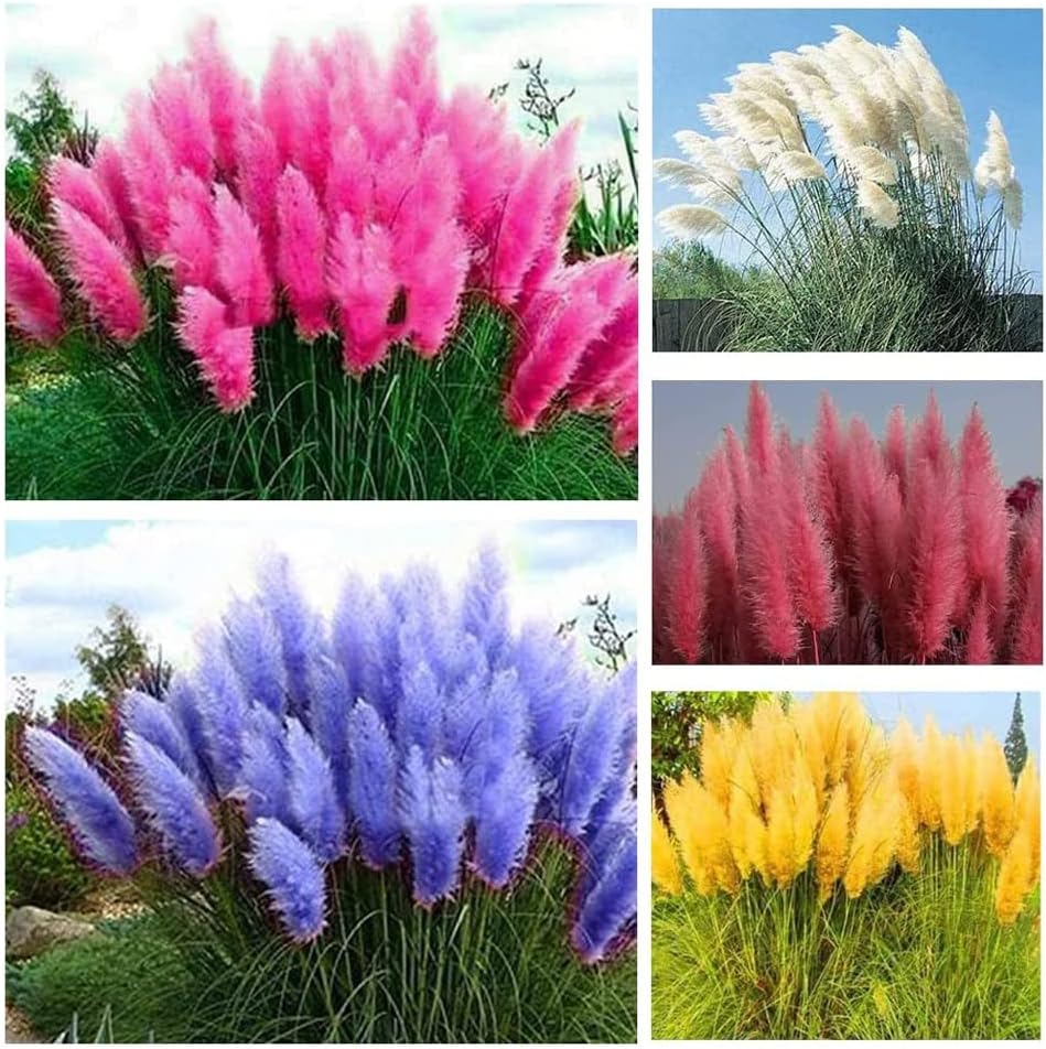 1000+ Mix Pampas Grass Seeds for Planting Cortaderia Selloana Seeds Heirloom Ornamental Plants Decor Garden Tall Feathery Blooms Blue White Pink Red Yellow