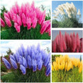 1000+ Mix Pampas Grass Seeds for Planting Cortaderia Selloana Seeds Heirloom Ornamental Plants Decor Garden Tall Feathery Blooms Blue White Pink Red Yellow
