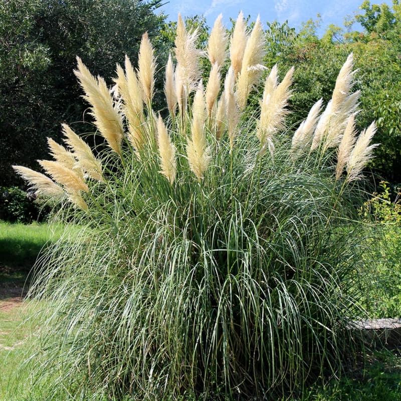 2 White Pampas Grass Live Plants, Fully Rooted Grass Plant, 5-9 Inch Tall