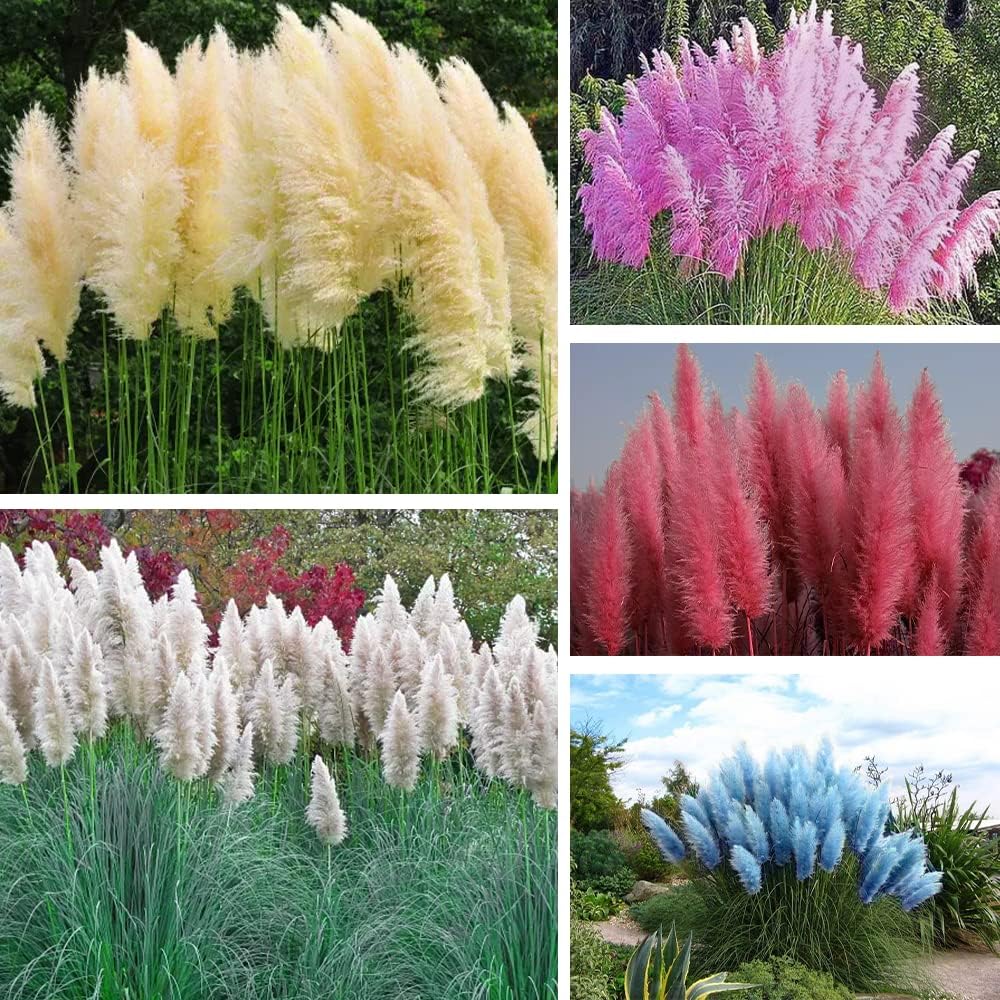 1000+ Mix Pampas Grass Seeds for Planting Cortaderia Selloana Seeds Heirloom Ornamental Plants Decor Garden Tall Feathery Blooms Blue White Pink Red Yellow