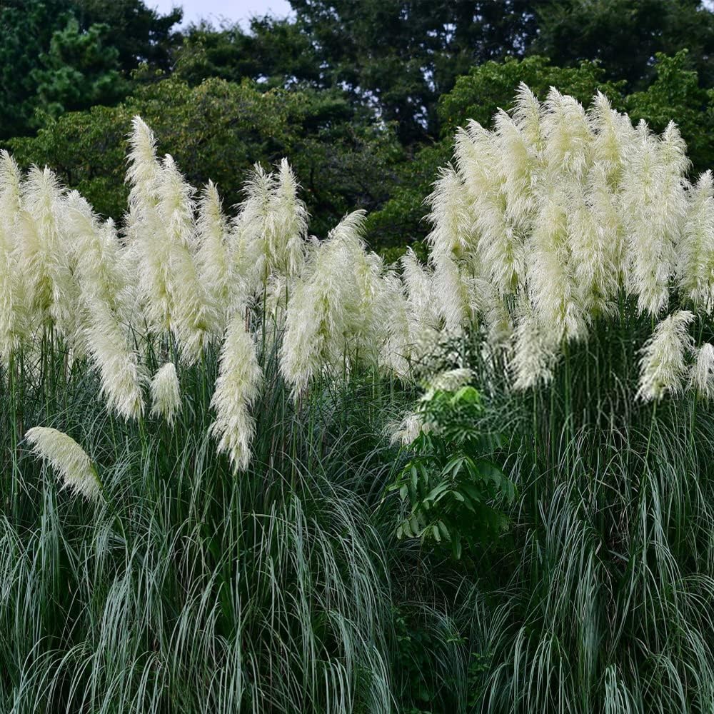 1000+ Mix Pampas Grass Seeds for Planting Cortaderia Selloana Seeds Heirloom Ornamental Plants Decor Garden Tall Feathery Blooms Blue White Pink Red Yellow