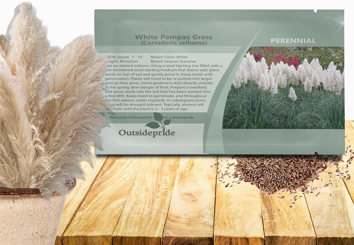 Outsidepride White Pampas Grass Seeds – 1,000 Pcs. Perennial, Drought-Tolerant Ornamental Grass for Large Garden Borders, Privacy Landscaping, Xeriscaping, and Low-Maintenance Outdoor Spaces