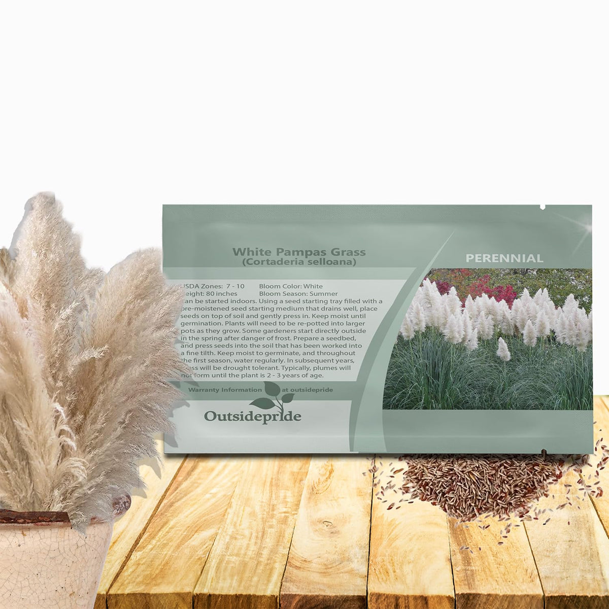 Outsidepride White Pampas Grass Seeds – 1,000 Pcs. Perennial, Drought-Tolerant Ornamental Grass for Large Garden Borders, Privacy Landscaping, Xeriscaping, and Low-Maintenance Outdoor Spaces