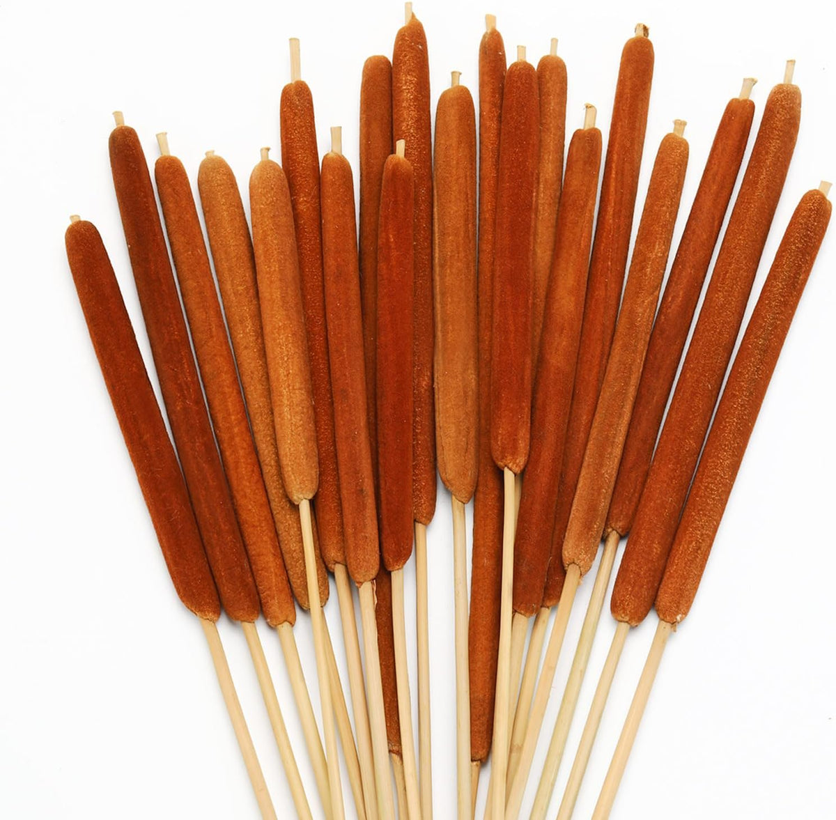 20 Pcs Dried Cattails, 17" Brown for Fall Centerpiece & Wedding Decor
