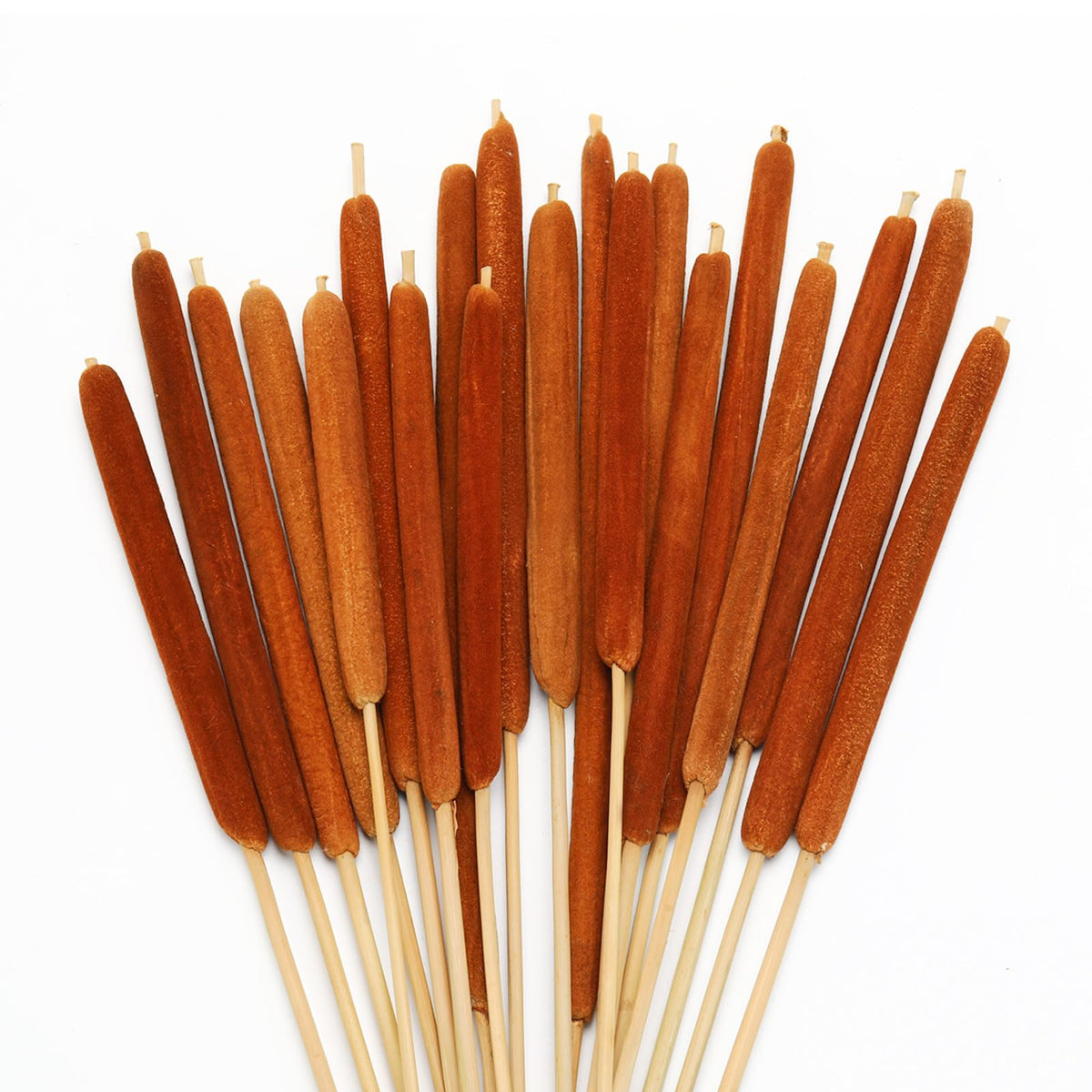 20 Pcs Dried Cattails, 17" Brown for Fall Centerpiece & Wedding Decor