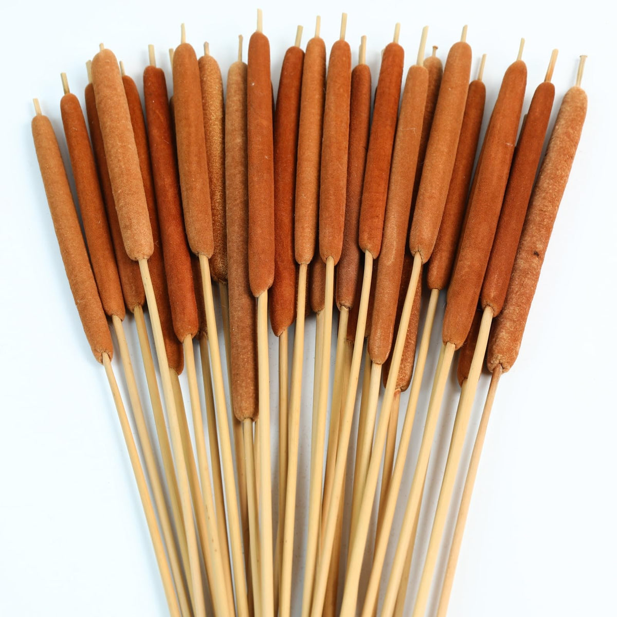 20 Pcs Dried Cattails, 17" Brown for Fall Centerpiece & Wedding Decor