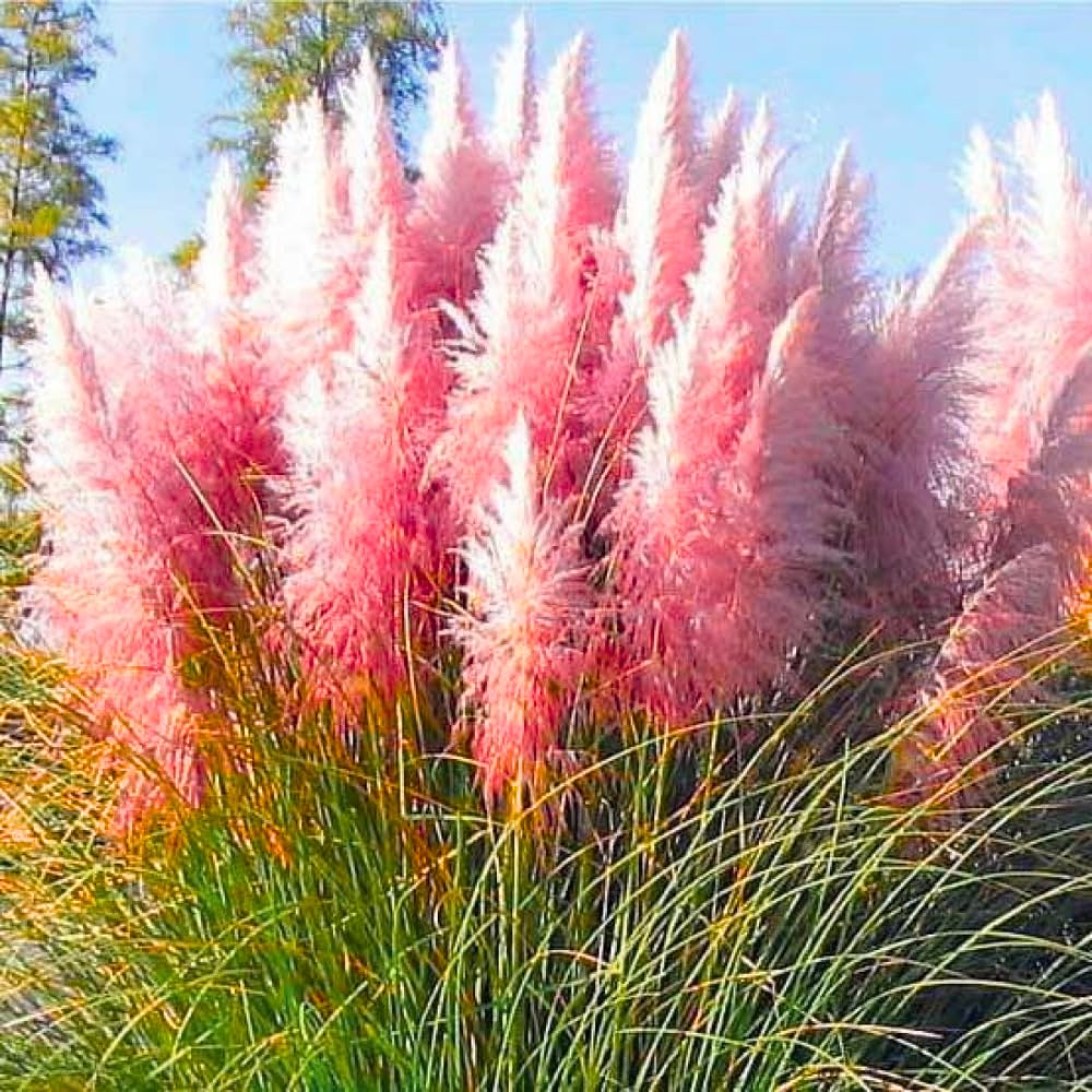 2 White Pampas Grass Live Plants, Fully Rooted Grass Plant, 5-9 Inch Tall