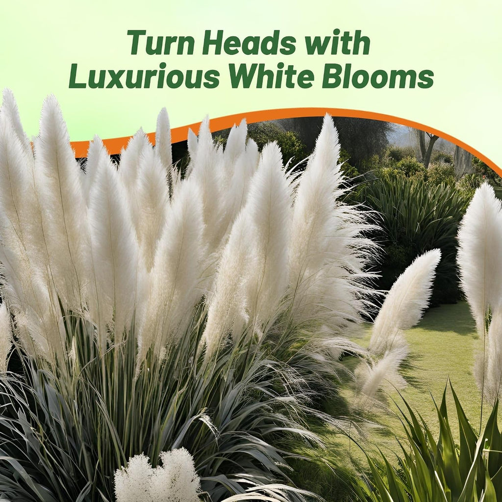 Outsidepride White Pampas Grass Seeds – 1,000 Pcs. Perennial, Drought-Tolerant Ornamental Grass for Large Garden Borders, Privacy Landscaping, Xeriscaping, and Low-Maintenance Outdoor Spaces