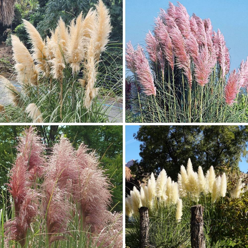 2 White Pampas Grass Live Plants, Fully Rooted Grass Plant, 5-9 Inch Tall