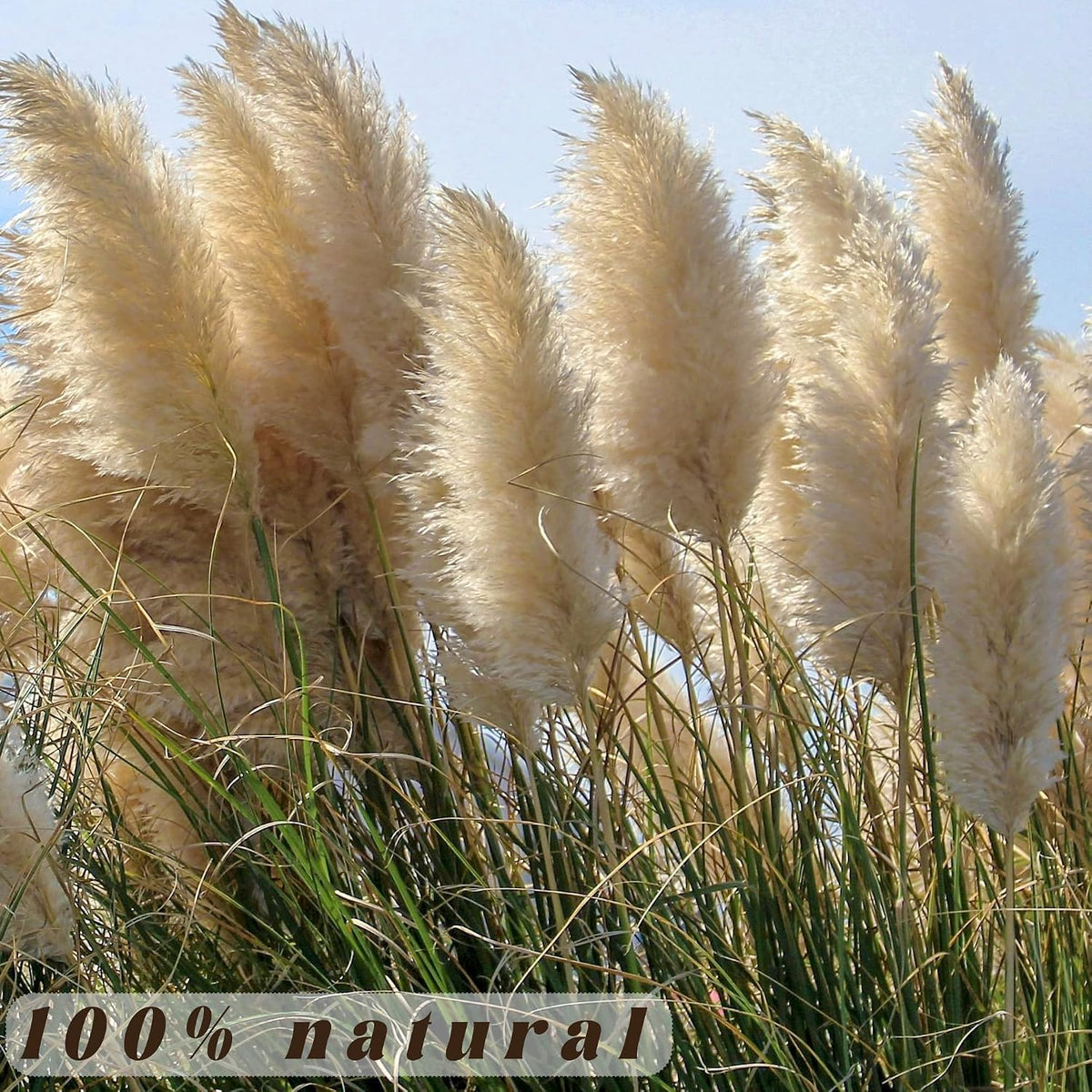 40pcs 40'' Pampas Grass Tall Decor - Pompas Floral, Tall Pampas Grass for Floor Vases, Living Room Floor, Floor Plants, Plumas para, and Grass Wall Decor