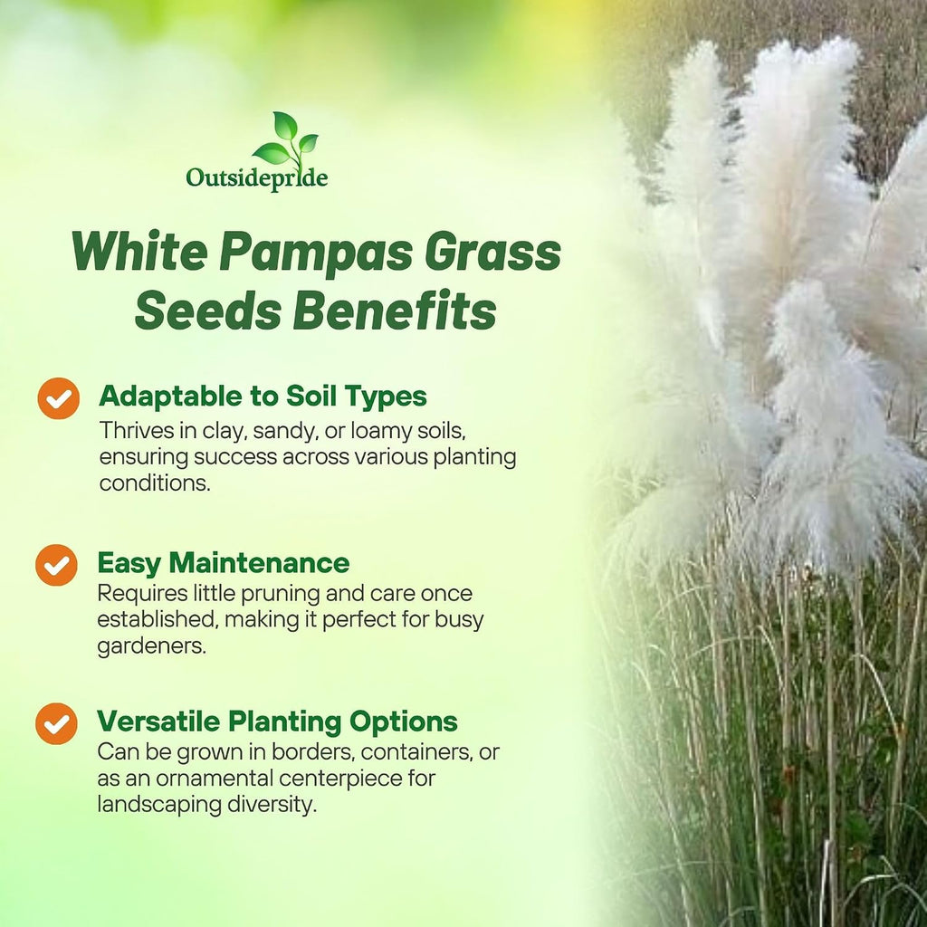 Outsidepride White Pampas Grass Seeds – 1,000 Pcs. Perennial, Drought-Tolerant Ornamental Grass for Large Garden Borders, Privacy Landscaping, Xeriscaping, and Low-Maintenance Outdoor Spaces