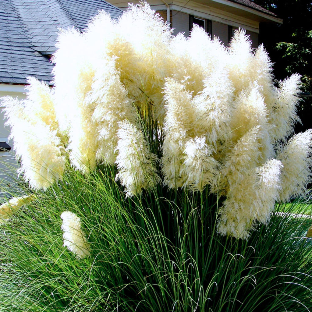 2 White Pampas Grass Live Plants, Fully Rooted Grass Plant, 5-9 Inch Tall
