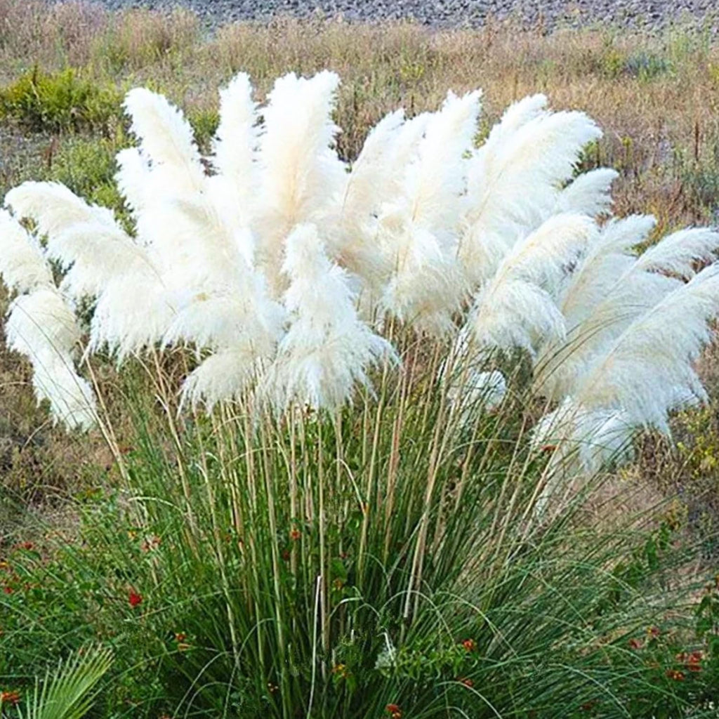 2 White Pampas Grass Live Plants, Fully Rooted Grass Plant, 5-9 Inch Tall