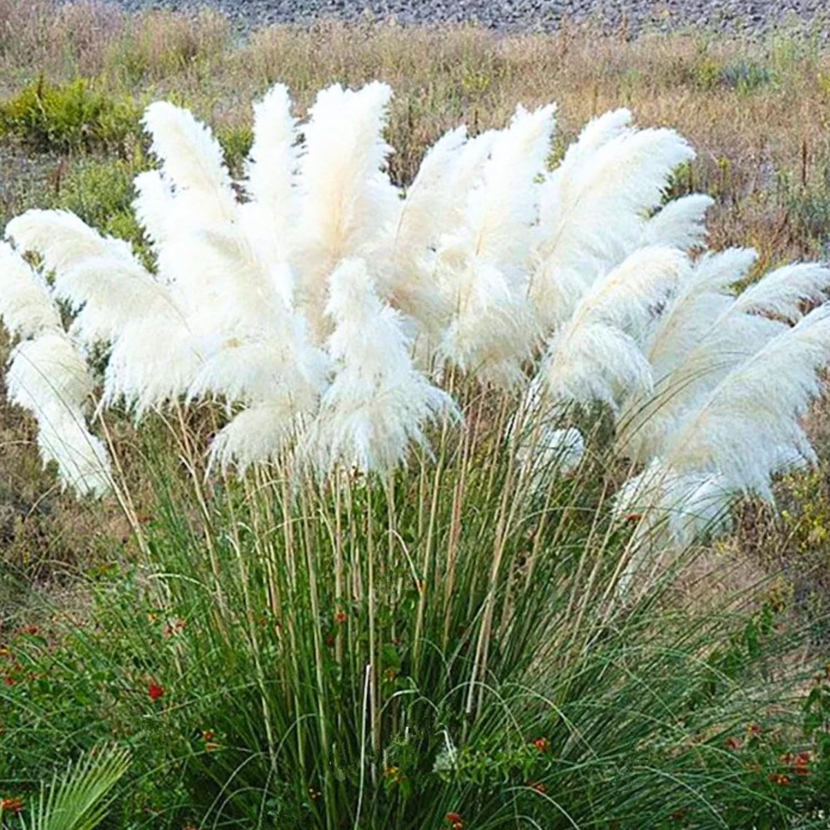 2 White Pampas Grass Live Plants, Fully Rooted Grass Plant, 5-9 Inch Tall