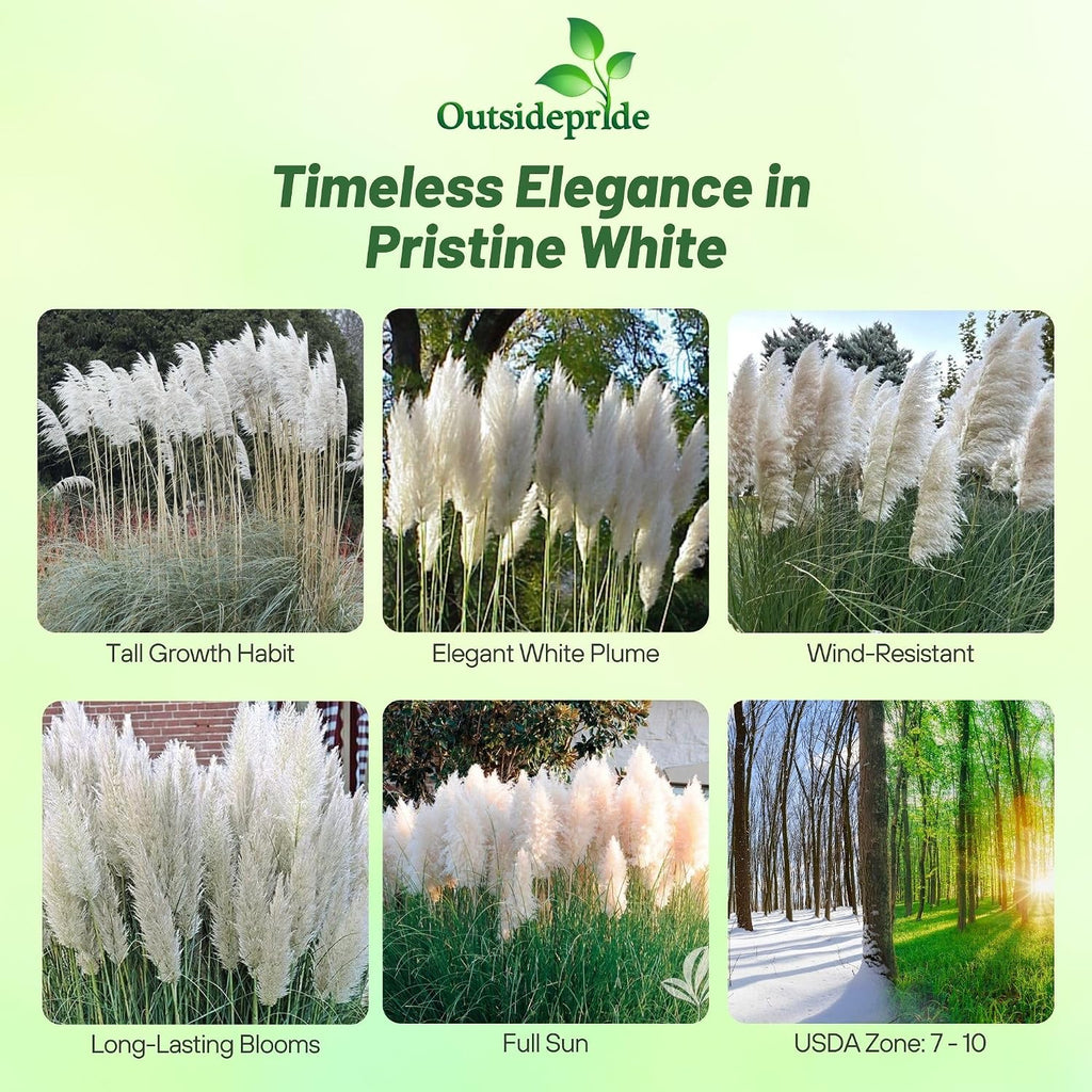 Outsidepride White Pampas Grass Seeds – 1,000 Pcs. Perennial, Drought-Tolerant Ornamental Grass for Large Garden Borders, Privacy Landscaping, Xeriscaping, and Low-Maintenance Outdoor Spaces