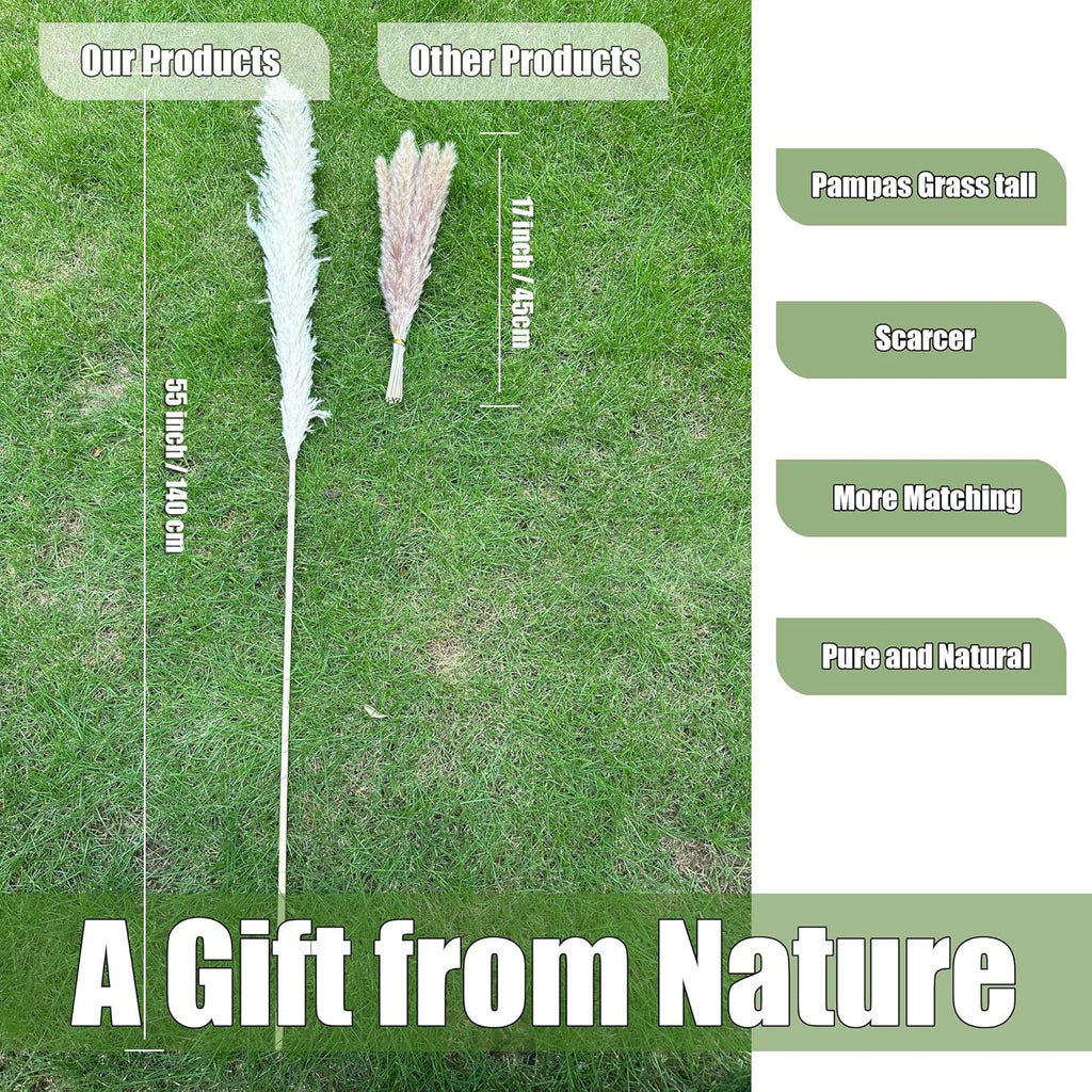 55" inch Scarcity Natural Pampas Grass Decor Tall, pompas Grass, Tall Pampas Grass for Wedding, Party, Farmhouse, Boho Home Decor