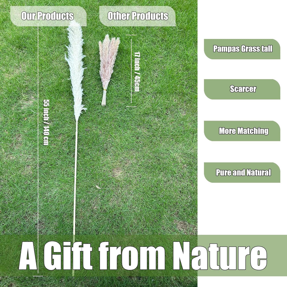 55" inch Scarcity Natural Pampas Grass Decor Tall, pompas Grass, Tall Pampas Grass for Wedding, Party, Farmhouse, Boho Home Decor