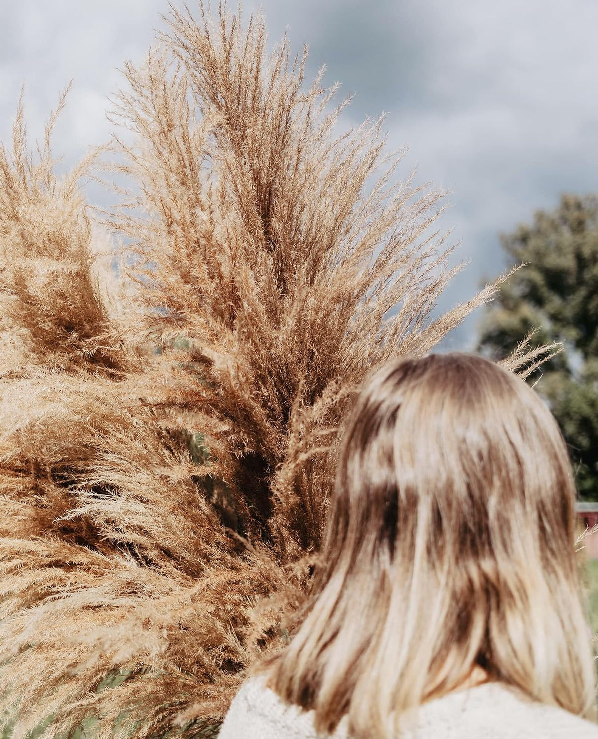 Natural Pampas Grass Decor Tall, Pompas Grass, Tall Pampas Grass for Weddingm, Farmhouse, Boho Home Decor (Brown)